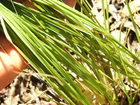 Image of Sporobolus laxus B. K. Simon