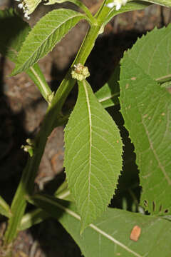 Image de Verbesina eggersii Hieron.