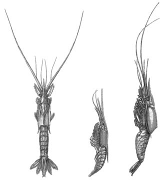 Image of Gnathophausia