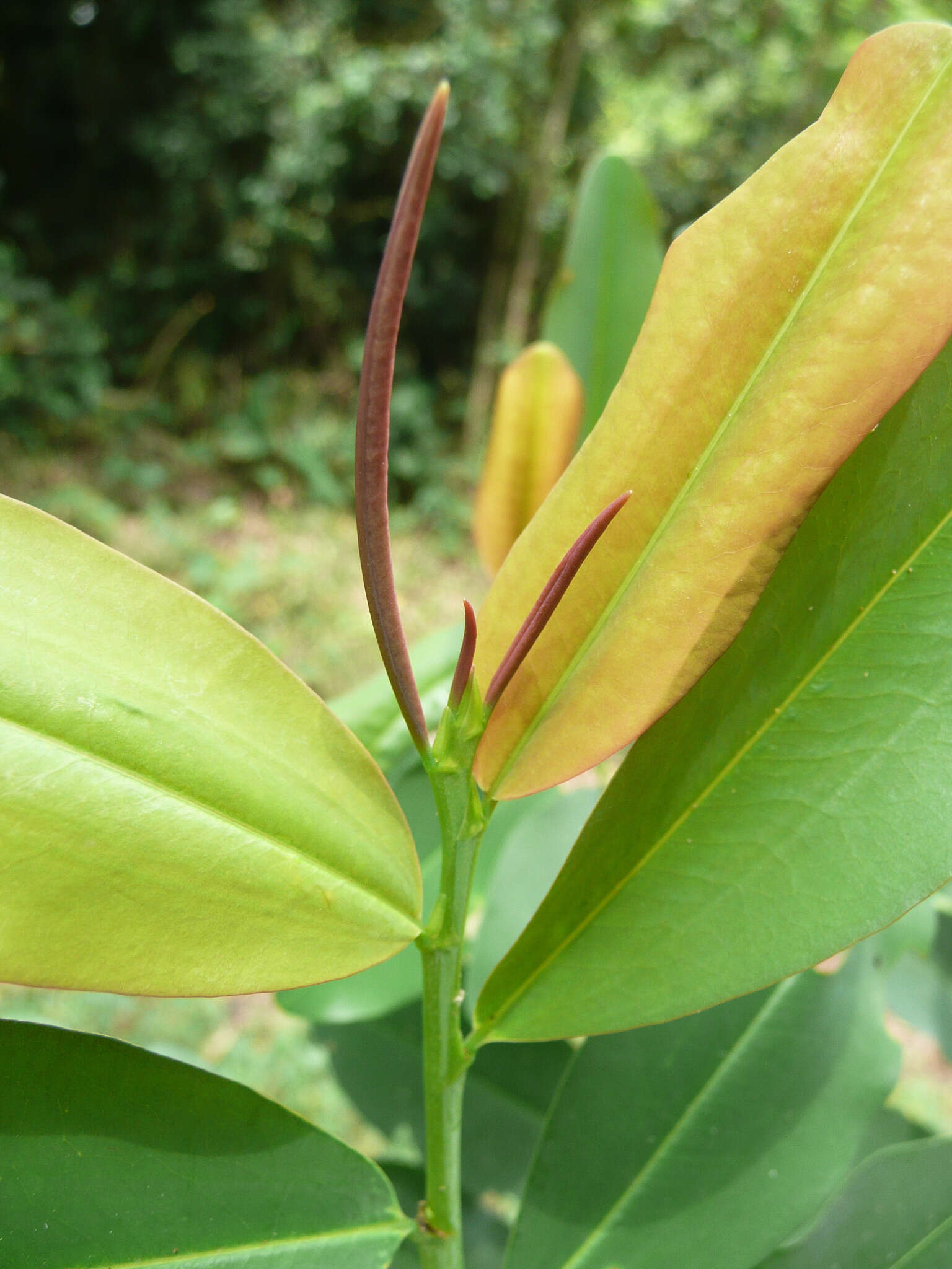 Imagem de Erythroxylum mannii Oliv.