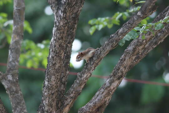 Image of Callosciurus finlaysonii bocourti (Milne-Edwards 1867)