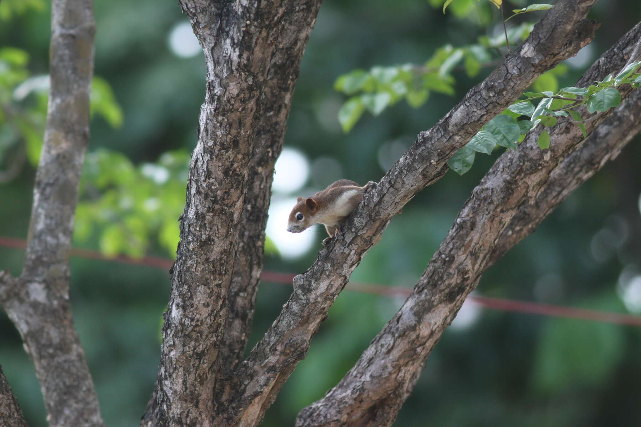 Image of Callosciurus finlaysonii bocourti (Milne-Edwards 1867)