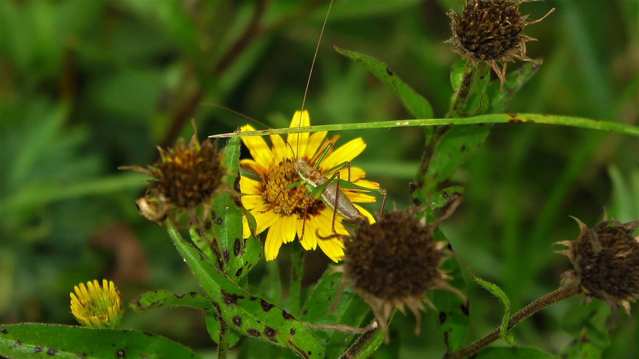 Image of striped bush-cricket