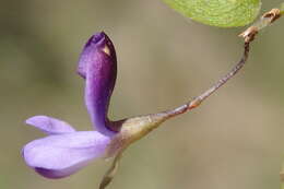 Psoralea plauta C. H. Stirt. resmi