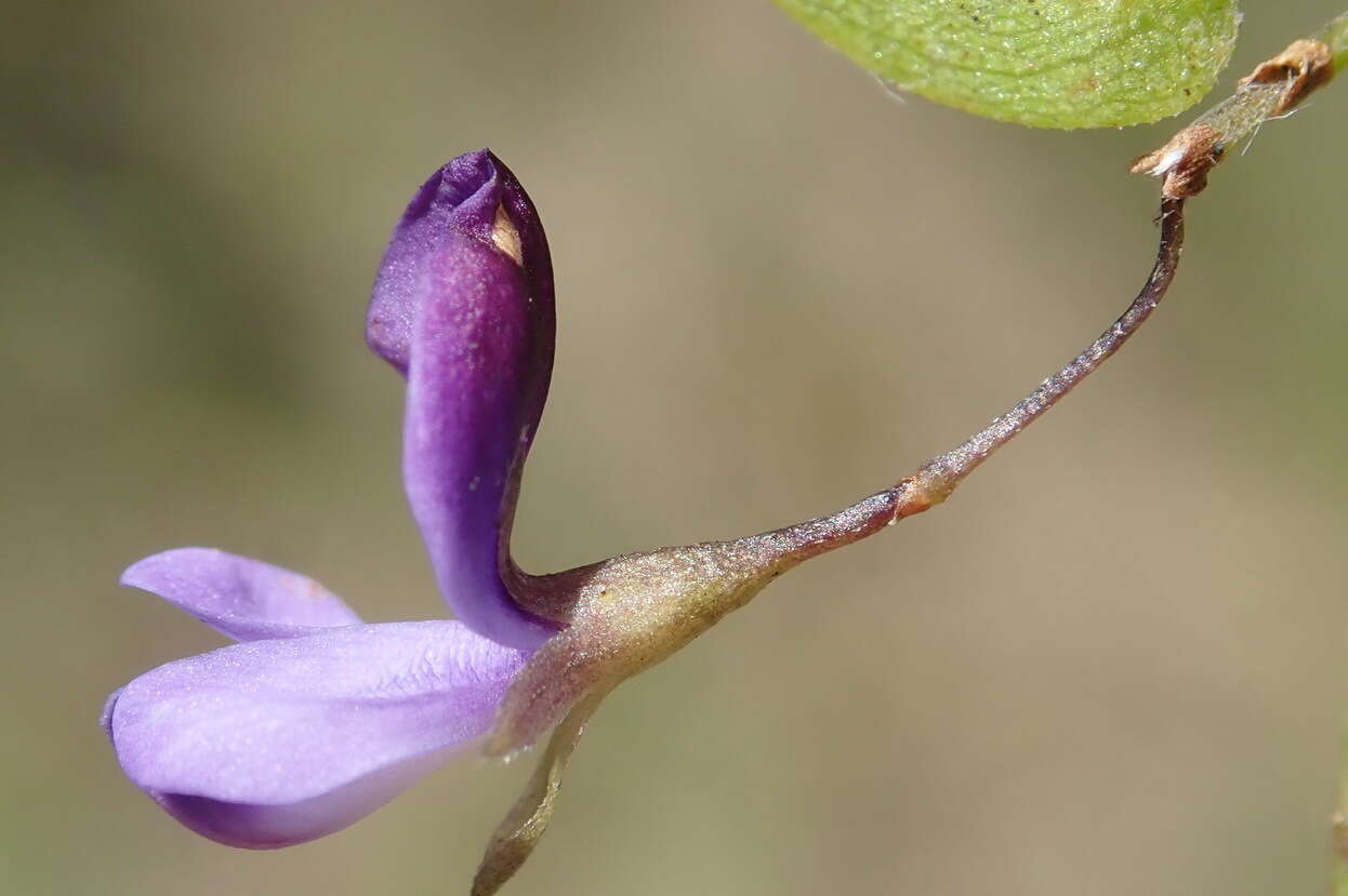 Psoralea plauta C. H. Stirt. resmi