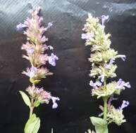 Image of Caucasus catmint