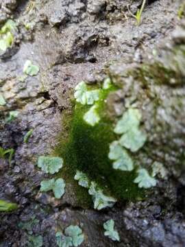 Image of Riccia crystallina L.