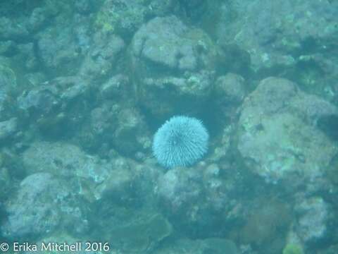 Image of West Indian sea egg