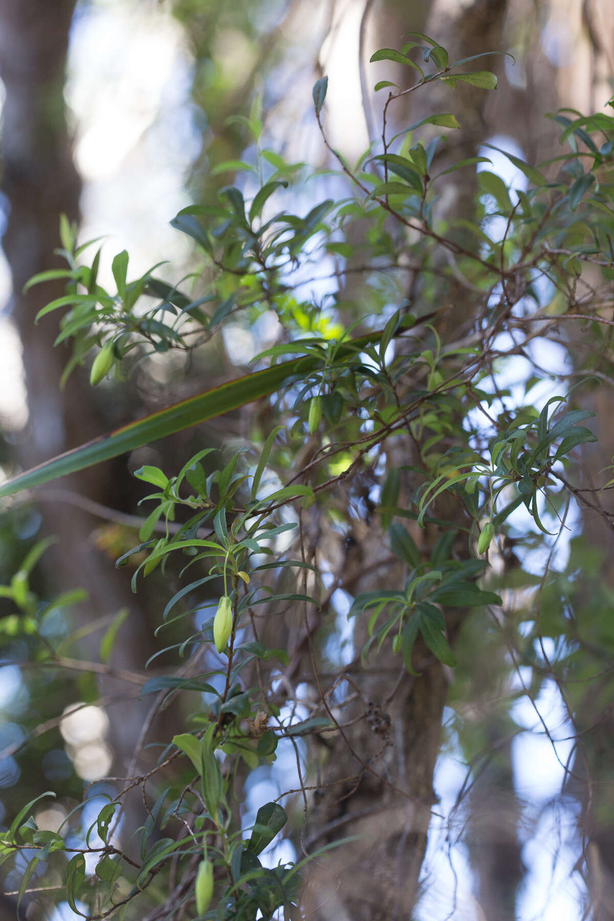 Imagem de Billardiera longiflora Labill.