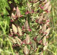 Image of Stenanthium densum (Desr.) Zomlefer & Judd