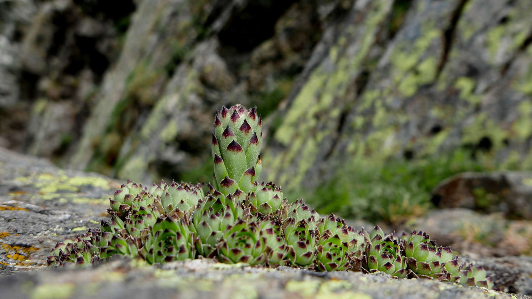 Image of Sempervivum vicentei Pau