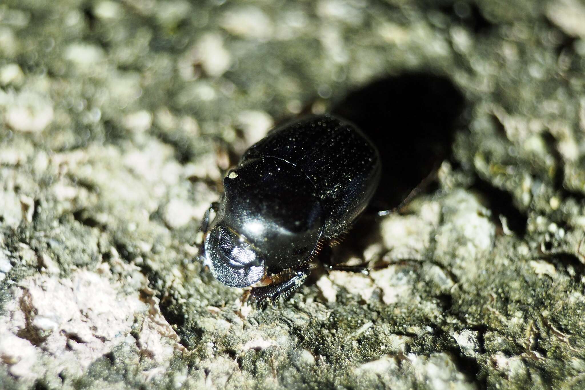 Plancia ëd Onthophagus (Strandius) lenzii Harold 1875