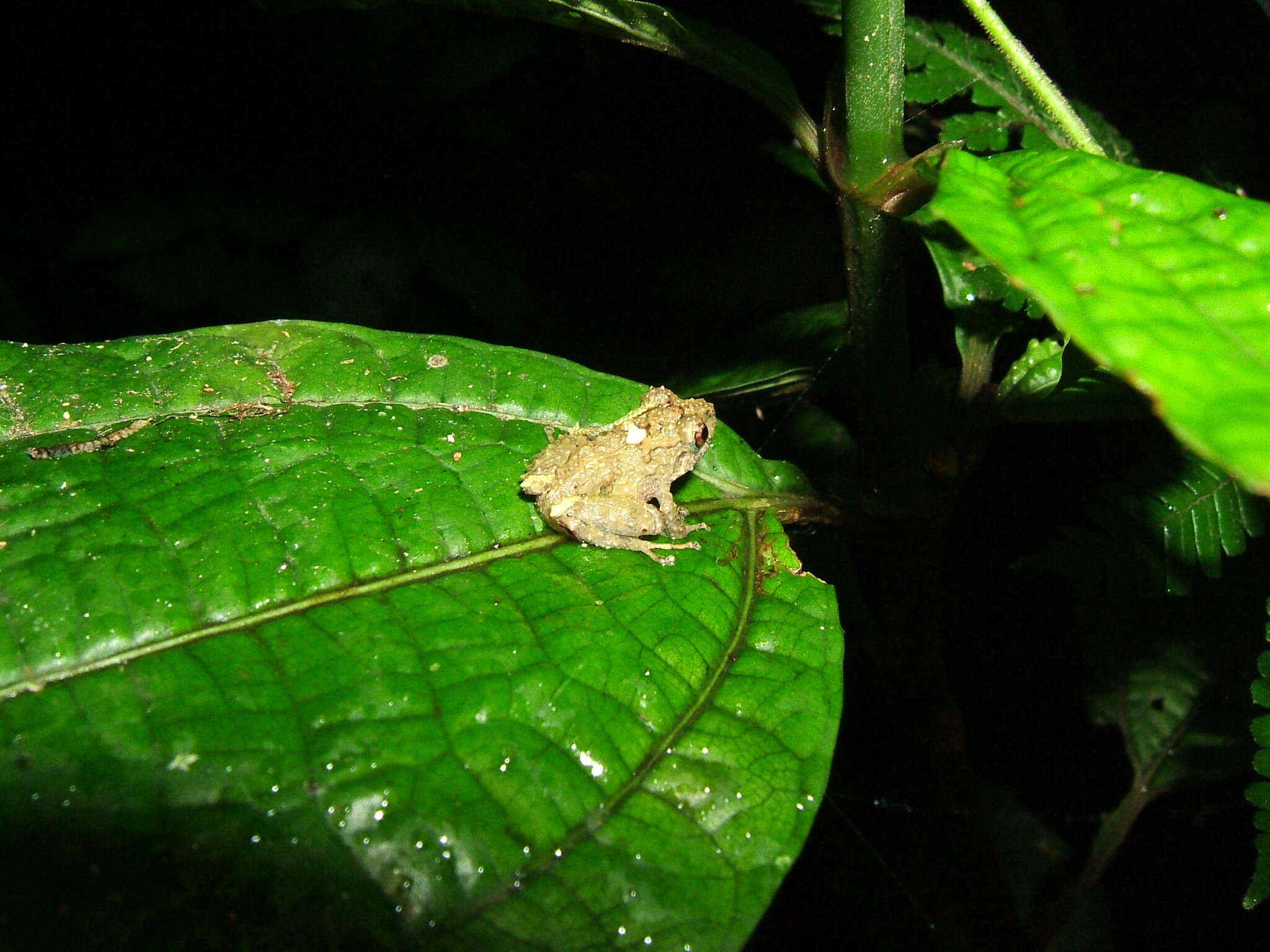 Image of Chiriqui Robber Frog