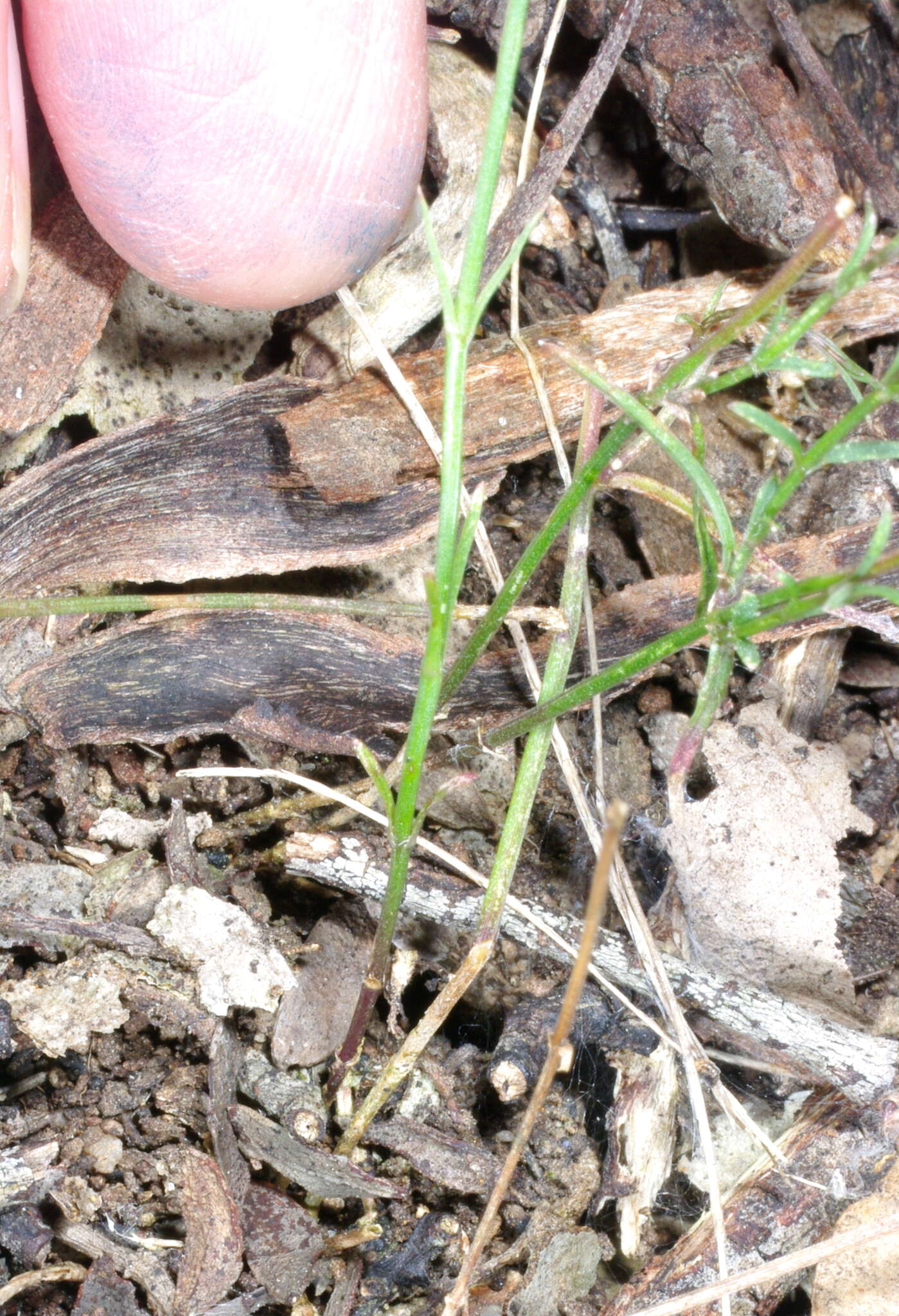 Imagem de Wahlenbergia luteola P. J. Sm.