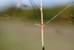 Image of Indian lovegrass