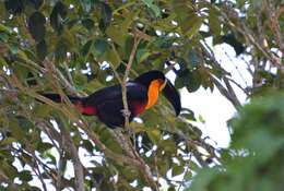 Image of Ramphastos vitellinus ariel Vigors 1826