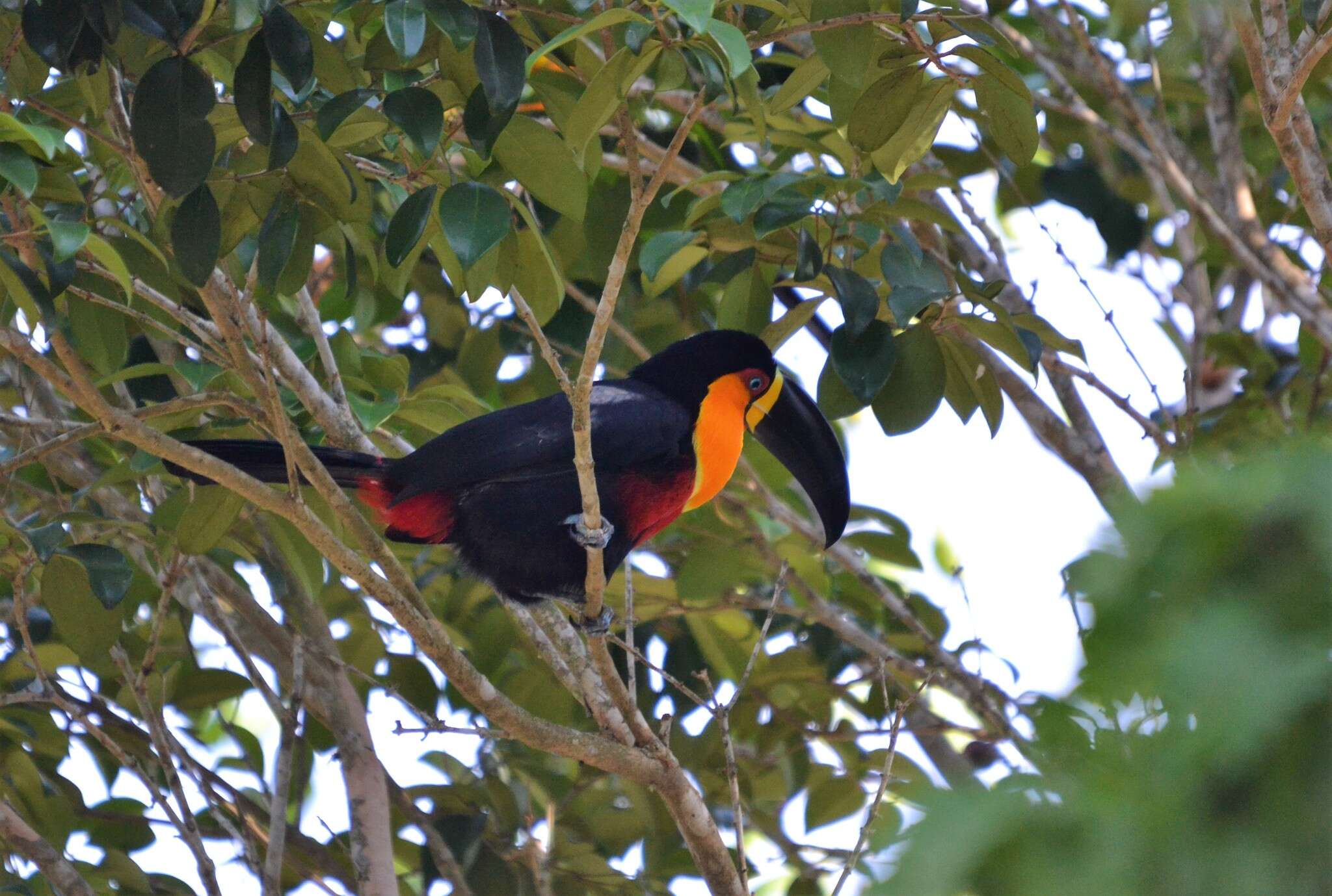 Image of Ramphastos vitellinus ariel Vigors 1826