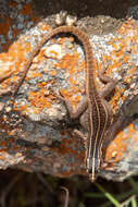 Image of Transvaal Flat Lizard