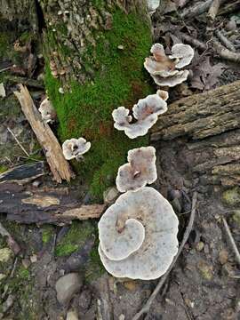 Plancia ëd Loweomyces fractipes (Berk. & M. A. Curtis) Jülich 1982