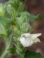 Image of Isoglossa glandulosissima K. Balkwill