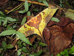 Image of Malaysian moon moth