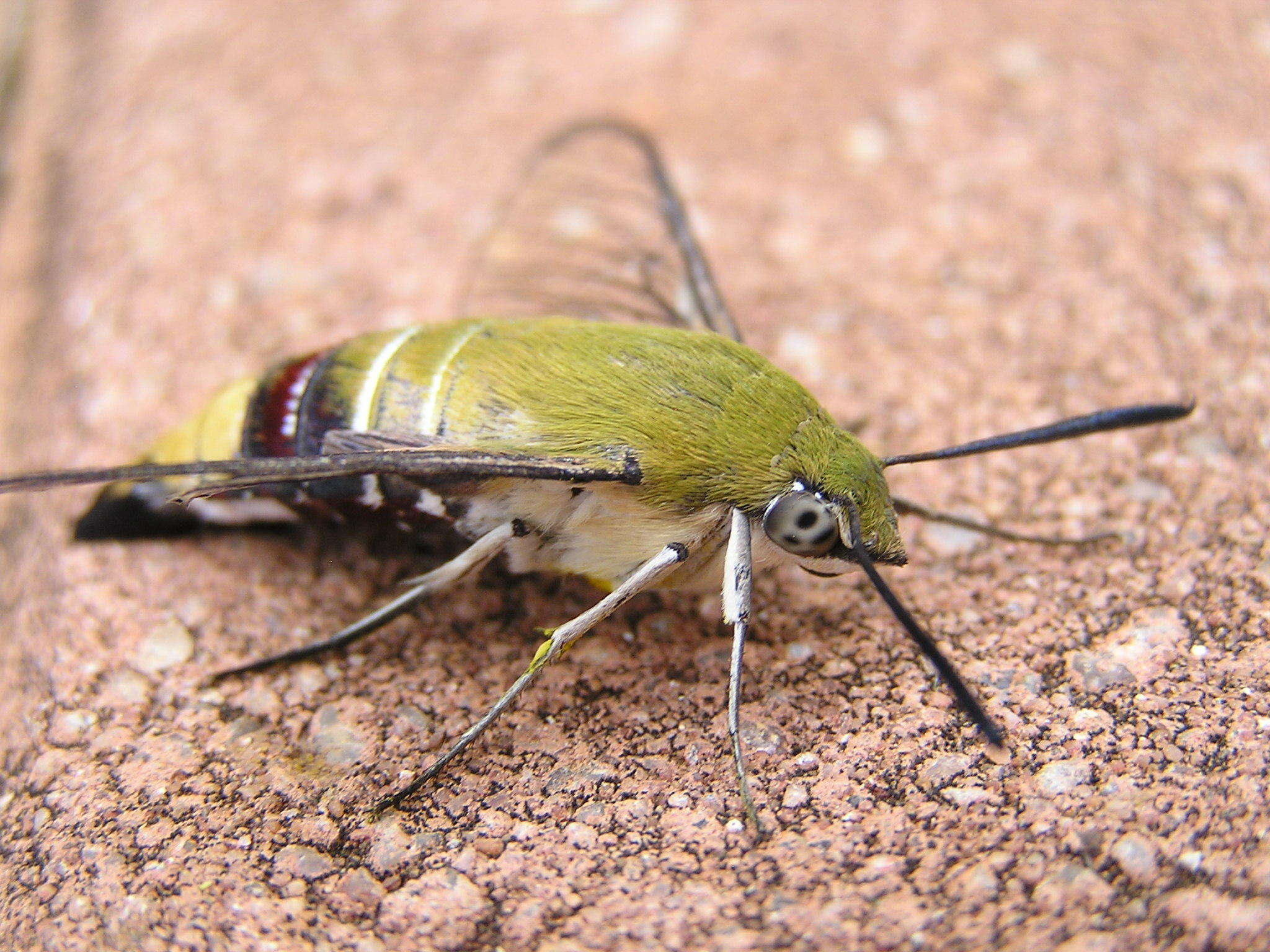 Image of Oriental Bee Hawkmoth