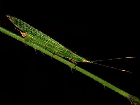 Image of Borneacris