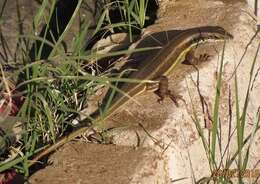 Image of African Five-lined Skink