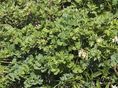 Image of Callianthemum insigne var. hondoense (Nakai & Hara) Ohwi