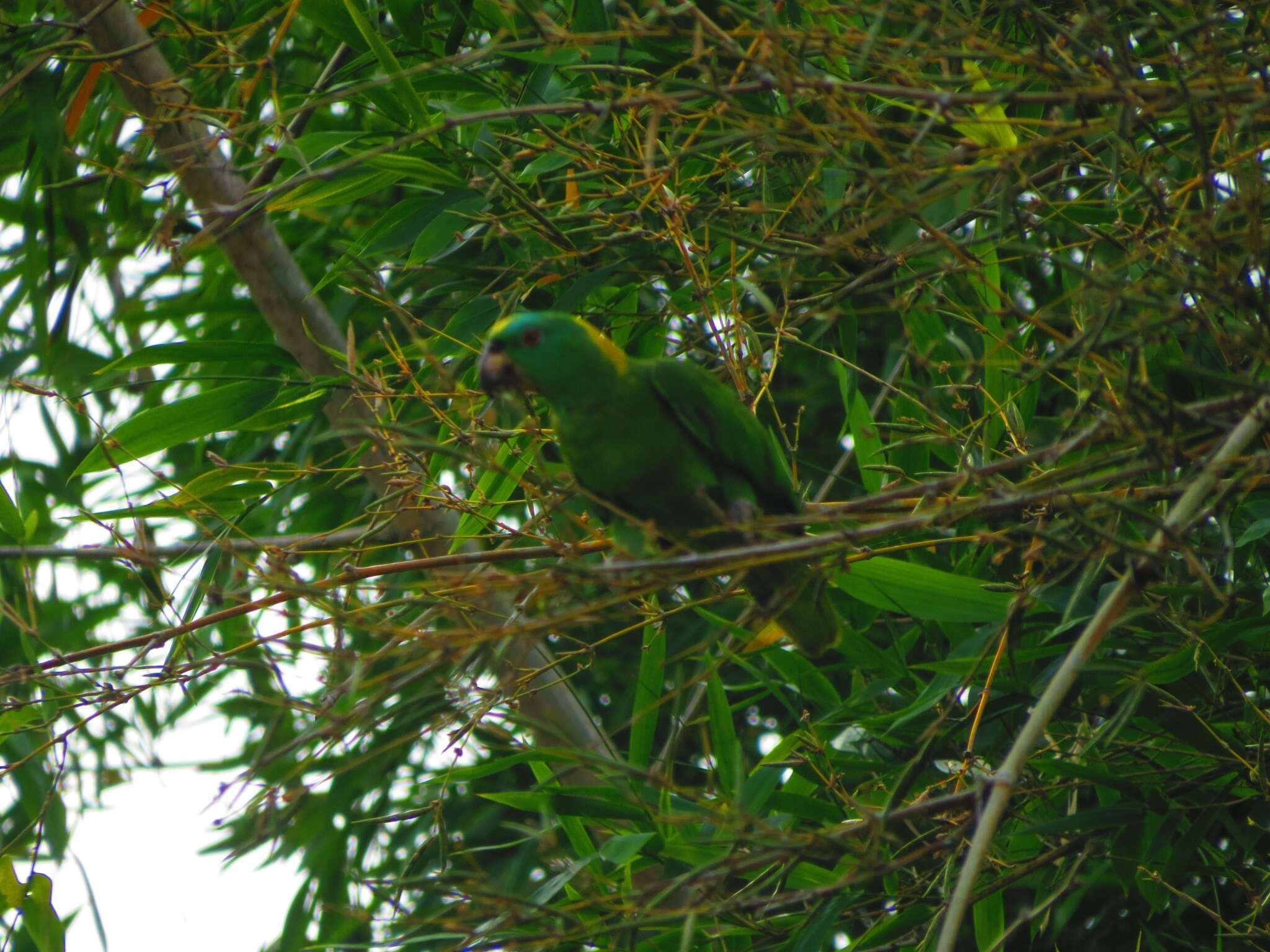 Image of Amazona auropalliata parvipes Monroe, Howell & TR 1966