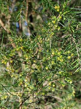 Image of Dodonaea falcata J. G. West