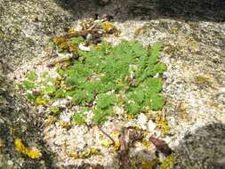 Image of Sea Stork's-bill