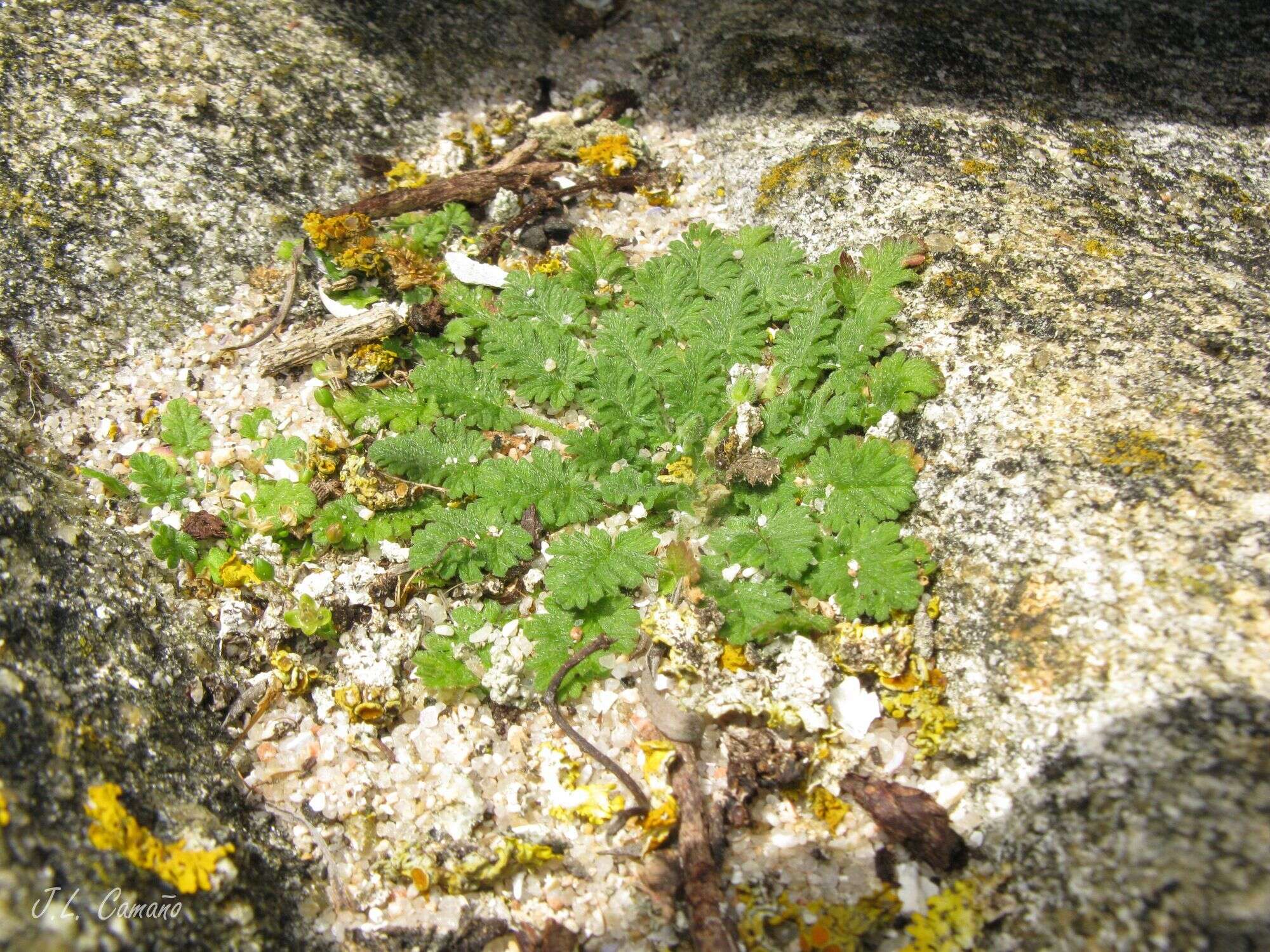 Слика од Erodium maritimum (L.) L'Her.