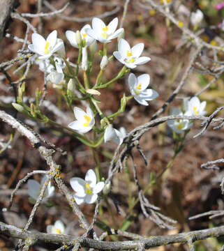 Image of Centaurium grandiflorum Druce