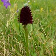 Image of Gymnadenia rhellicani (Teppner & E. Klein) Teppner & E. Klein