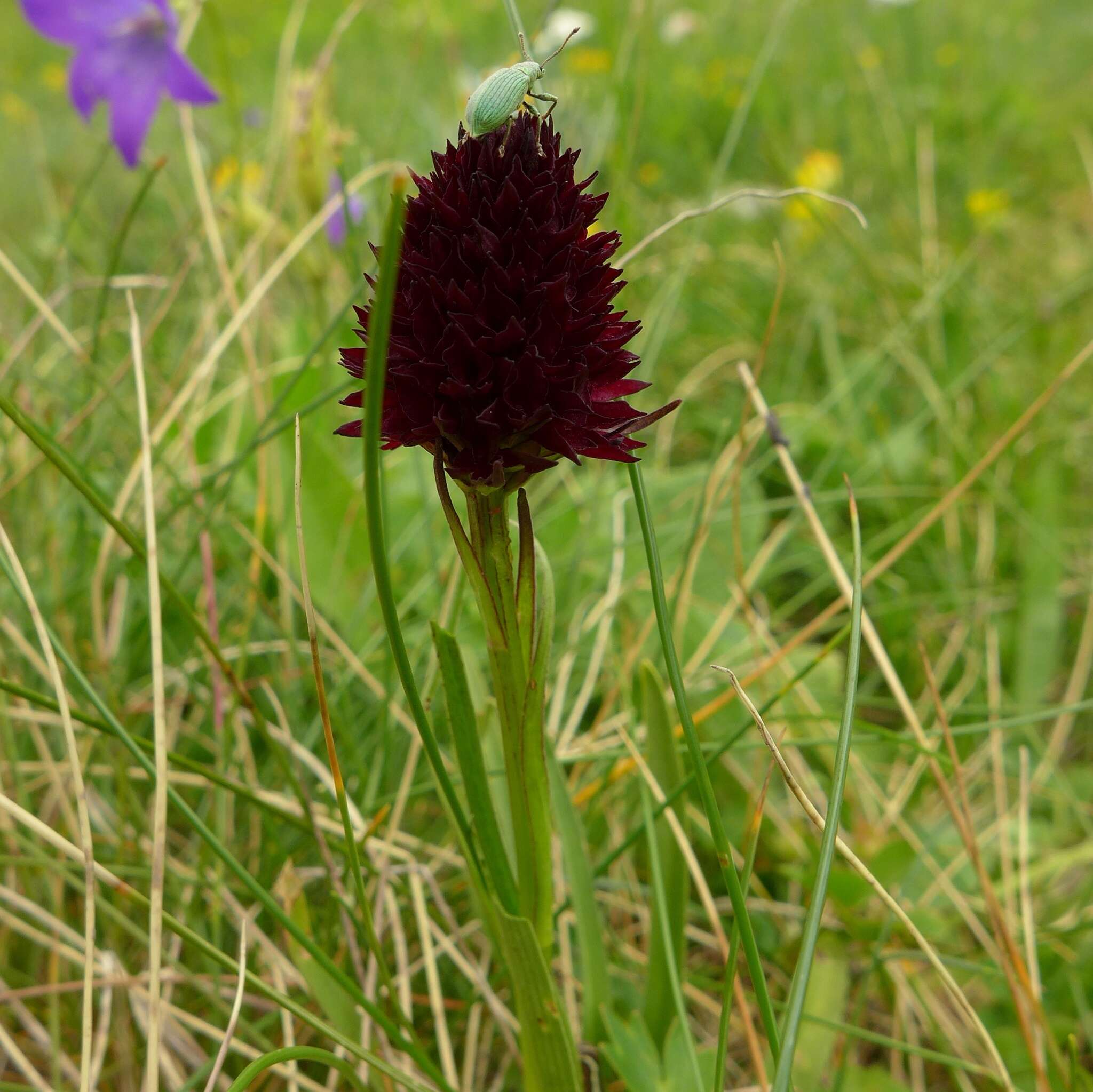 صورة Gymnadenia rhellicani (Teppner & E. Klein) Teppner & E. Klein