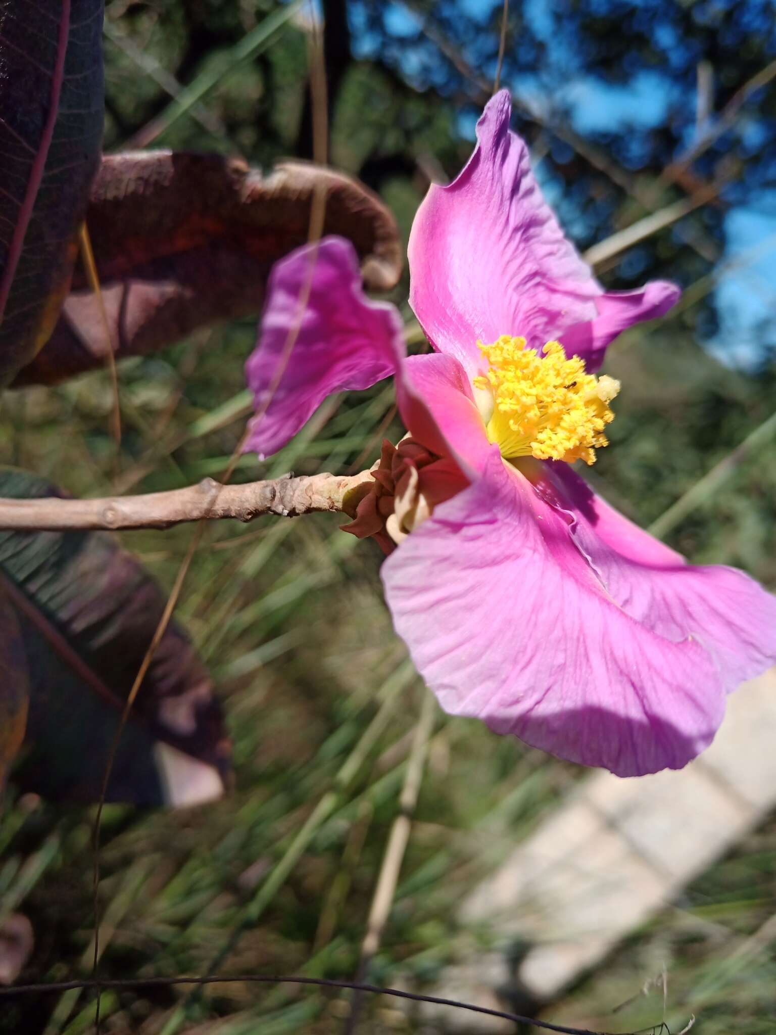 Image of Kielmeyera rubriflora Cambess.