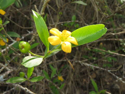 Image of Turnera weddelliana Urban & Rolfe