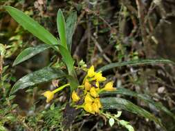 Imagem de Maxillaria alticola C. Schweinf.