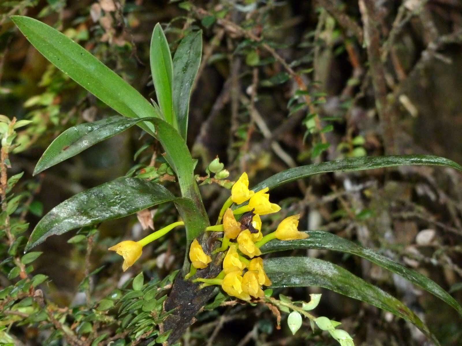 Image of Maxillaria alticola C. Schweinf.