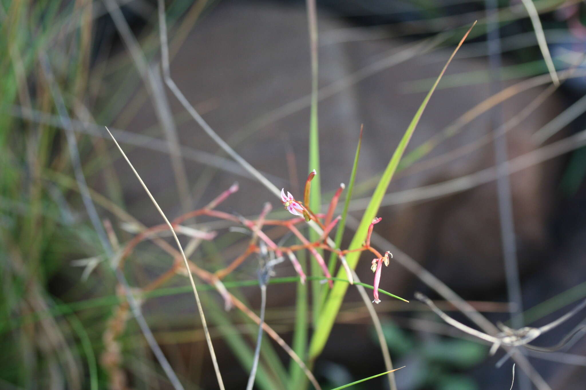 Sivun Stylidium cordifolium W. V. Fitzg. kuva