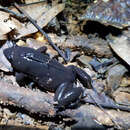 Image of Black Narrow-Mouthed Frog