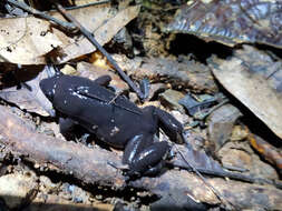 Image of Black Narrow-Mouthed Frog