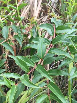 Image of Coriaria japonica subsp. intermedia (Matsum.) T. C. Huang