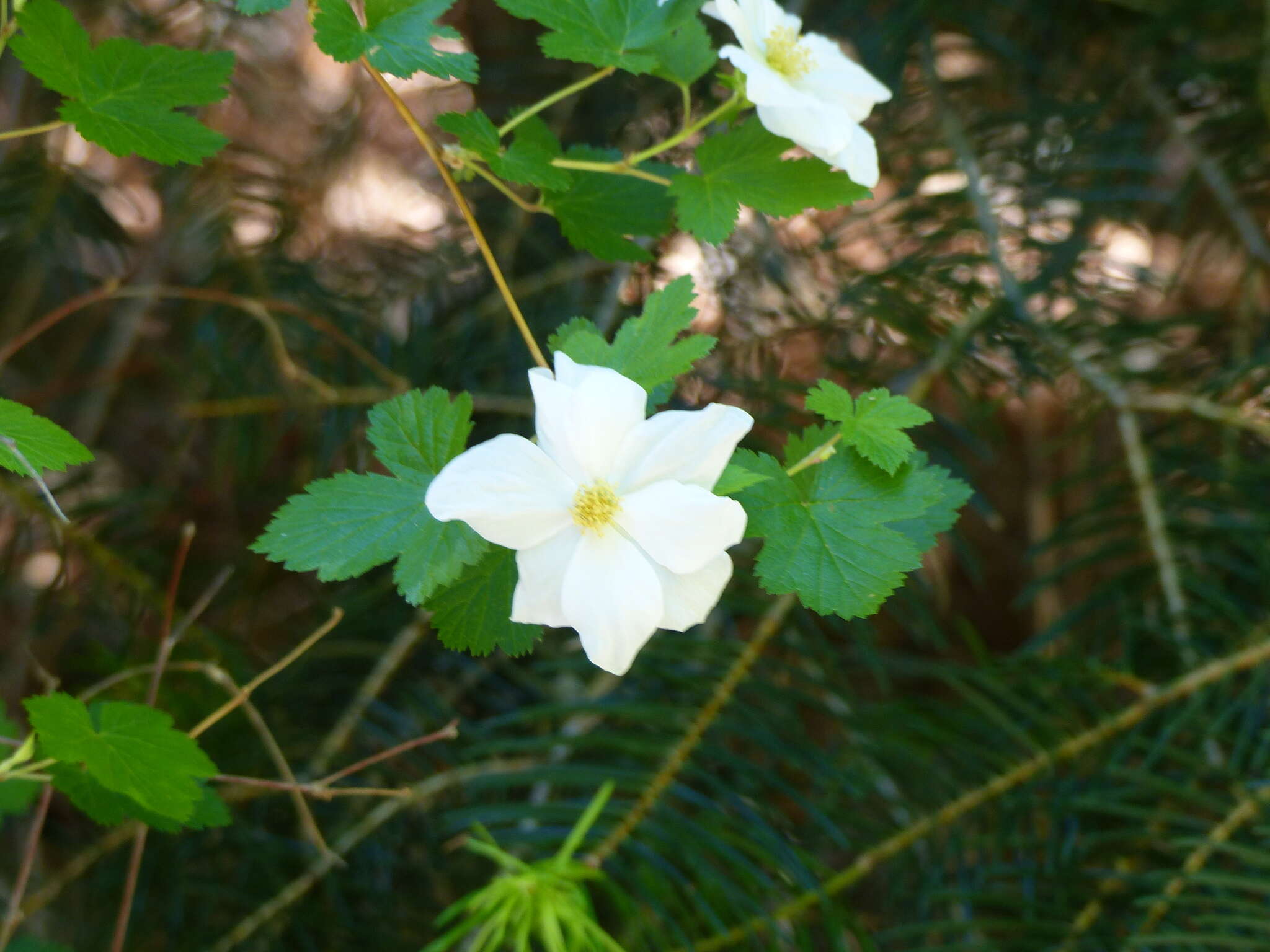 Image de Rubus neomexicanus A. Gray