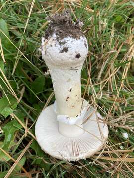 Image of Amanita crenulata Peck 1900