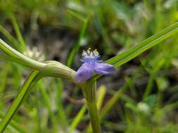 Image of Cyanotis axillaris (L.) D. Don ex Sweet