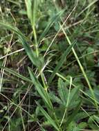 Plancia ëd Stachys hyssopifolia Michx.