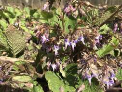 Слика од Trachystemon orientalis (L.) G. Don