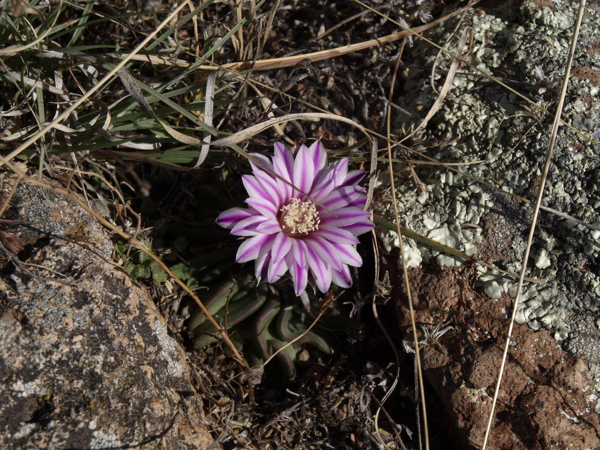 Sivun Echinofossulocactus anfractuosus kuva